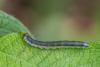 Euura longiserra